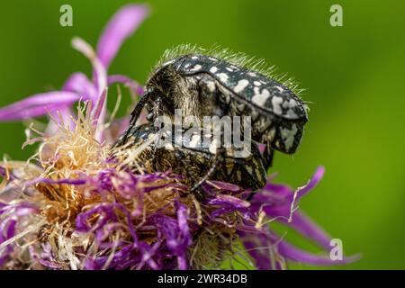 Oxythyharnstofffunesta-Paarung Stockfoto