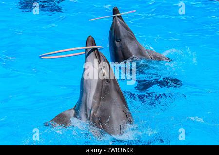 Der süße Delfin schwimmt in seinem Pool im Delfinarium und tritt bei der Show auf. Zwei Delfine spielen mit Ringen im Delphinarium. Charkiv Dolphinarium Stockfoto