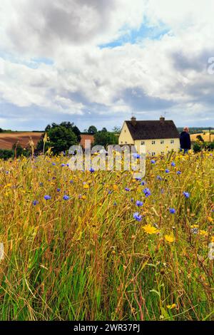 Wildblumen, Kornblumen auf einer Wiese, Snowshill, Broadway, Gloucestershire, England, Großbritannien Stockfoto