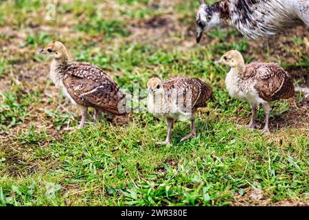 Pfau (Pavo cristatus), drei Küken, Jungvögel auf einer Wiese, Wales, Großbritannien Stockfoto