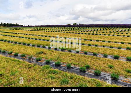 Lavendelfeld auf einer Farm, Cotswolds Lavender, Snowshill, Broadway, Gloucestershire, England, Großbritannien Stockfoto