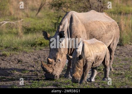 Weißes Nashorn (Ceratotherium simum) Kuh mit Baby, Madikwe Game Reserve, North West Province, Südafrika, RSA Stockfoto