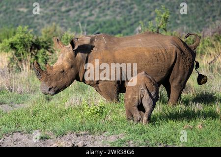 Weißes Nashorn (Ceratotherium simum) Kuh mit Baby, Madikwe Game Reserve, North West Province, Südafrika, RSA Stockfoto