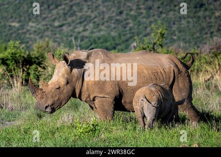 Weißes Nashorn (Ceratotherium simum) Kuh mit Baby, Madikwe Game Reserve, North West Province, Südafrika, RSA Stockfoto