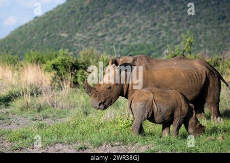 Weißes Nashorn (Ceratotherium simum) Kuh mit Baby, Madikwe Game Reserve, North West Province, Südafrika, RSA Stockfoto
