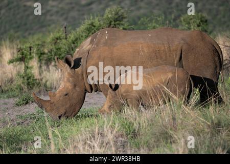 Weißes Nashorn (Ceratotherium simum) Kuh mit Baby, Madikwe Game Reserve, North West Province, Südafrika, RSA Stockfoto