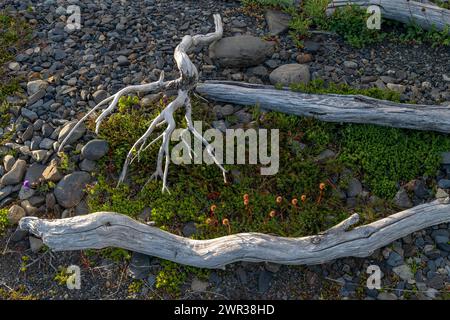 Lebendige und tote Flora am Lago Grey, Nationalpark Torres del Paine, Parque Nacional Torres del Paine, Cordillera del Paine, Türme des Blauen Himmels Stockfoto