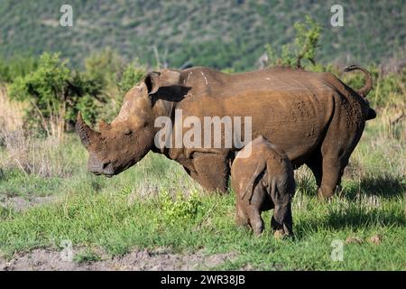 Weißes Nashorn (Ceratotherium simum) Kuh mit Baby, Madikwe Game Reserve, North West Province, Südafrika, RSA Stockfoto
