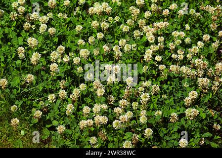 Blühender Weißklee (Trifolium repens), Bayern, Deutschland Stockfoto