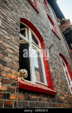 Niedlicher haariger Hund, der aus dem Fenster ragt, in einem Ziegelhaus in Nikiszowiec, Kattowitz, Südpolen Stockfoto