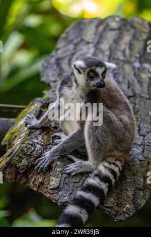 Lemuren in natürlicher Umgebung, Nahaufnahme, Porträt des Tieres auf Guadeloupe au Parc des Mamelles in der Karibik. Französische Antillen, Frankreich Stockfoto