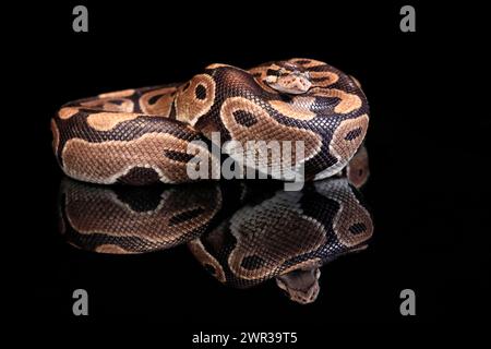 Königspython, (Python regius), Erwachsene, ruhend, in Gefangenschaft, Zentralafrika, Westafrika Stockfoto