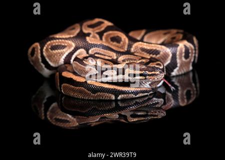 Königspython, (Python regius), Erwachsene, ruhend, in Gefangenschaft, Zentralafrika, Westafrika Stockfoto