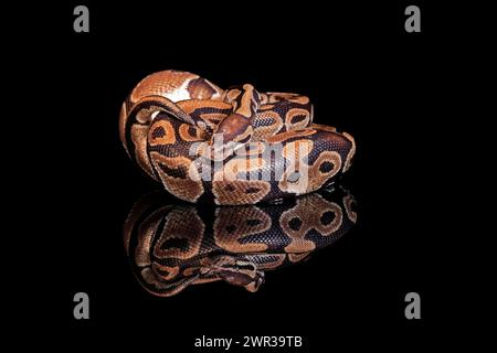 Königspython, (Python regius), Erwachsene, ruhend, in Gefangenschaft, Zentralafrika, Westafrika Stockfoto