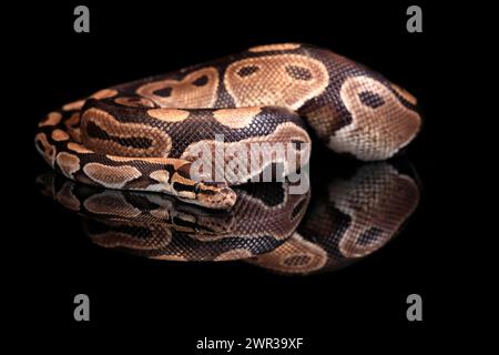 Königspython, (Python regius), Erwachsene, ruhend, in Gefangenschaft, Zentralafrika, Westafrika Stockfoto