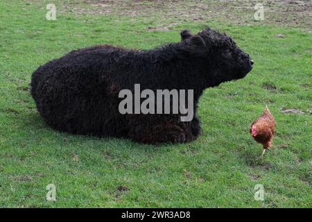 Galloway-Rinder (Bos taurus) mit Huhn (Gallus domesticus), Niederrhein, Nordrhein-Westfalen, Deutschland Stockfoto