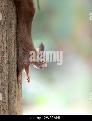 Eurasisches Eichhörnchen (Sciurus), das links im Bild an einem Baumstamm hängt oder hinunterläuft, mit einer Nuss in der Schnauze, Hintergrund in Pastellfarben Stockfoto