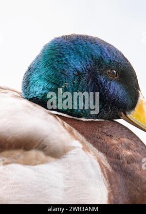 Stockenten (Anas platyrhynchos) männlich, seitlich Nahaufnahme, Abschnitt, Rombergpark Dortmund, Deutschland Stockfoto