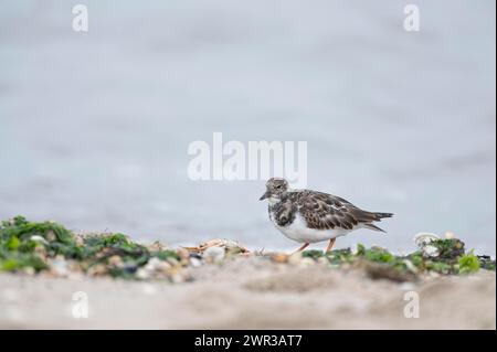 Roter Turnstein (Arenaria interpres), Suche nach Nahrung am Strand in angespüllten grünen Algen, mit Krabben, links zu Fuß, Hintergrund Meer Stockfoto