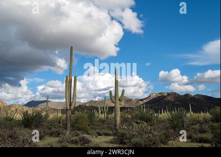 Die sonoranische Wüste im Frühling mit Wolken Stockfoto