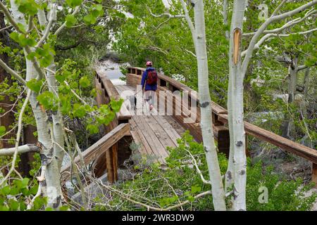 Wanderer mit Hund auf dem Tyee Lakes Trail im Inyo National Forest in der Nähe von Bishop, Kalifornien, im Osten der Sierra Nevada Mountains, USA. Stockfoto