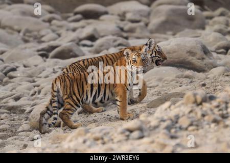 Zwei bengalische Tigerjungen der Tigerin Paarwali, Corbett National Park, Indien, Februar 2024. Stockfoto