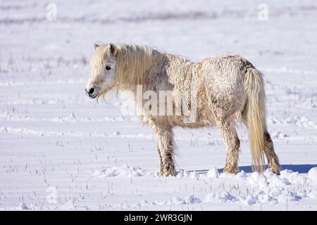 Ein kleines weißes Pferd steht im Winter auf einem schneebedeckten Feld in Hauser, Idaho. Stockfoto