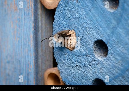 Osmia cornuta eine maurerbiene schlüpft im märz aus einer Höhle in einem mit Lehm versiegelten Insektenhotel Stockfoto