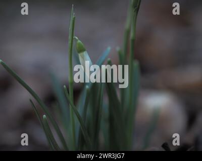 Verschlossene Knospen von Schneeglöckchen Stockfoto