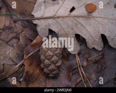 Eichenzapfen und Blätter auf dem Waldboden Stockfoto