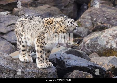 Schneeleopard (Panthera uncia), auch bekannt als die Unze Stockfoto