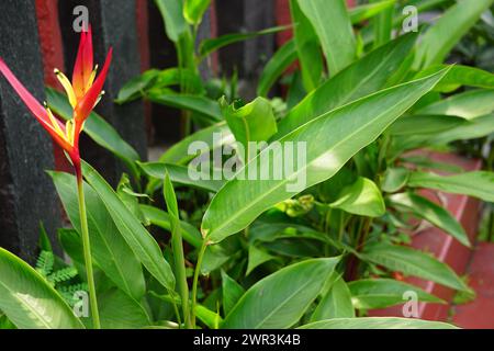 Heliconiaceae (Heliconiaceae, Hummerkrallen, Tukanschnabel, wilde Kochbananen, falscher Paradiesvogel) mit natürlichem Hintergrund Stockfoto