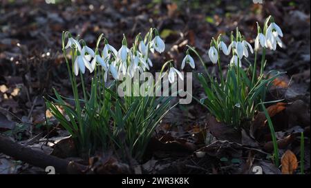 Schneeglöckchen in einem Park in Stettin Polen Stockfoto