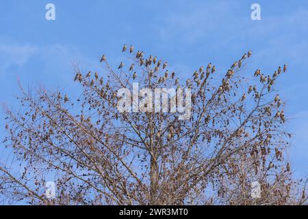 Böhmische Seidenschwanz (Bombycilla Garrulus) Stockfoto