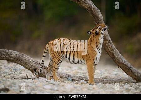 Tiger - Tigress Paarwali, Corbett National Park, Februar 2024. Stockfoto