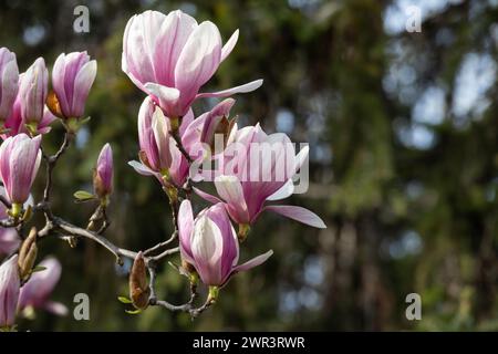 magnolie auf einem verschwommenen Hintergrund grüner Vegetation Stockfoto