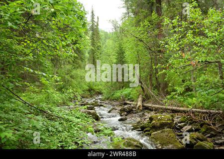 Ein schöner kleiner Fluss fließt von den Bergen durch einen dichten Sommerwald, der sich um Steine und umgestürzte Bäume biegt. Tevenek Riv Stockfoto