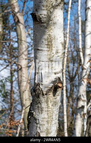 Birkenstamm. Betula-Baumrinde aus nächster Nähe. Details. Stockfoto