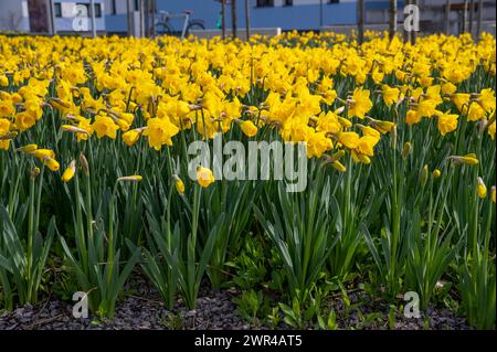 Blumenbeet mit gelben Narzissen. Narzisse blüht im Frühjahr. Stockfoto