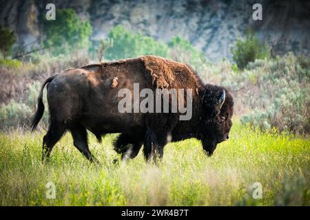 Buffalo (American Bison) im Theodore Roosevelt National Park in North Dakota, USA. In der Nähe von Medora, ND. Stockfoto