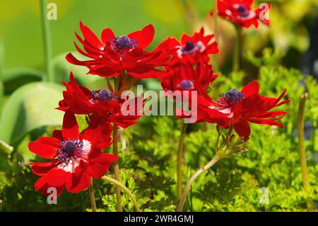 Rote Mohnanemone oder Windblume (Anemone coronaria). Stockfoto