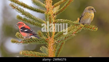 Weiße geflügelte Crossbill, männlich und weiblich in einer Tanne, Kanada Stockfoto