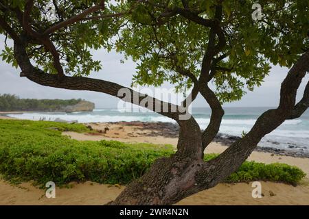 Schiffswrack Beach auf Kauai mit Baum im Vordergrund Stockfoto