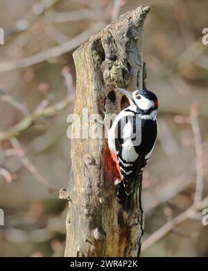 Ein männlicher Fleckenspecht (Dendrocopos Major) auf einem Baumstamm während der Winterzeit in Großbritannien Stockfoto
