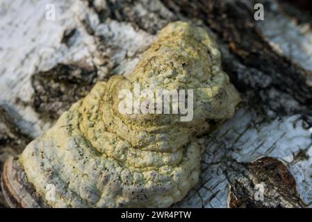 tinder-Pilz, Fomes fomentarius auf gefallene Birkenbäume-Nahaufnahme selektiver Fokus Stockfoto