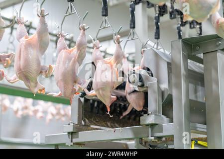 Das ganze Huhn hängt am Förderband und kommt im Produktionsprozess von Hühnerteilen aus der Flügelstreckmaschine Stockfoto