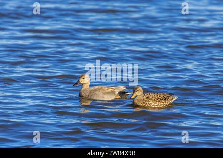 Zwei Gadwall-Enten im ruhigen Wasser Stockfoto