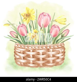 Tulpen und gelbe Narzissen zartes Bouquet in Vintage-Korb. Isolierte handgezeichnete Aquarellillustration Gartenblumen. Vorlage für Karte, Stockfoto