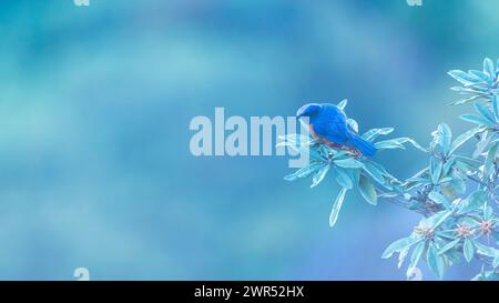 Nahaufnahme eines lauffauchigen Niltava-Barsches im Zweig eines Rhododendron-Baumes, im Hintergrund blau verwischt. Doi Inthanon, Thailand. Stockfoto