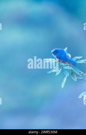 Nahaufnahme eines lauffauchigen Niltava-Barsches im Zweig eines Rhododendron-Baumes, im Hintergrund blau verwischt. Doi Inthanon, Thailand. Stockfoto